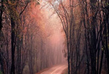 天涯重庆论坛情感